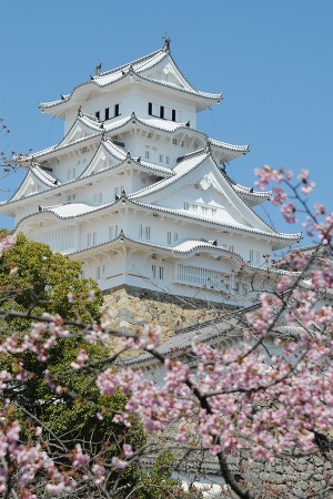 11:03 河津桜と姫路城